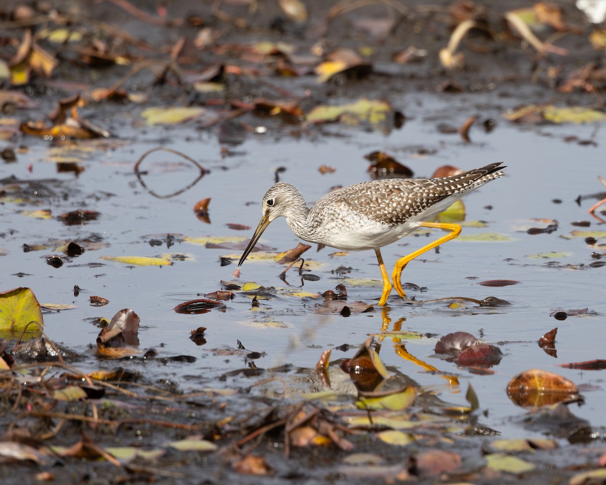 Greater Yellowlegs - ML611105431