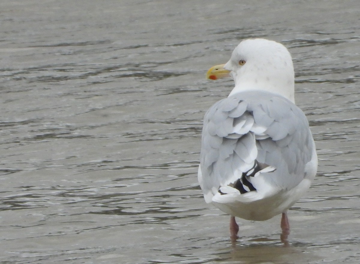 American Herring Gull - Jon Iratzagorria Garay