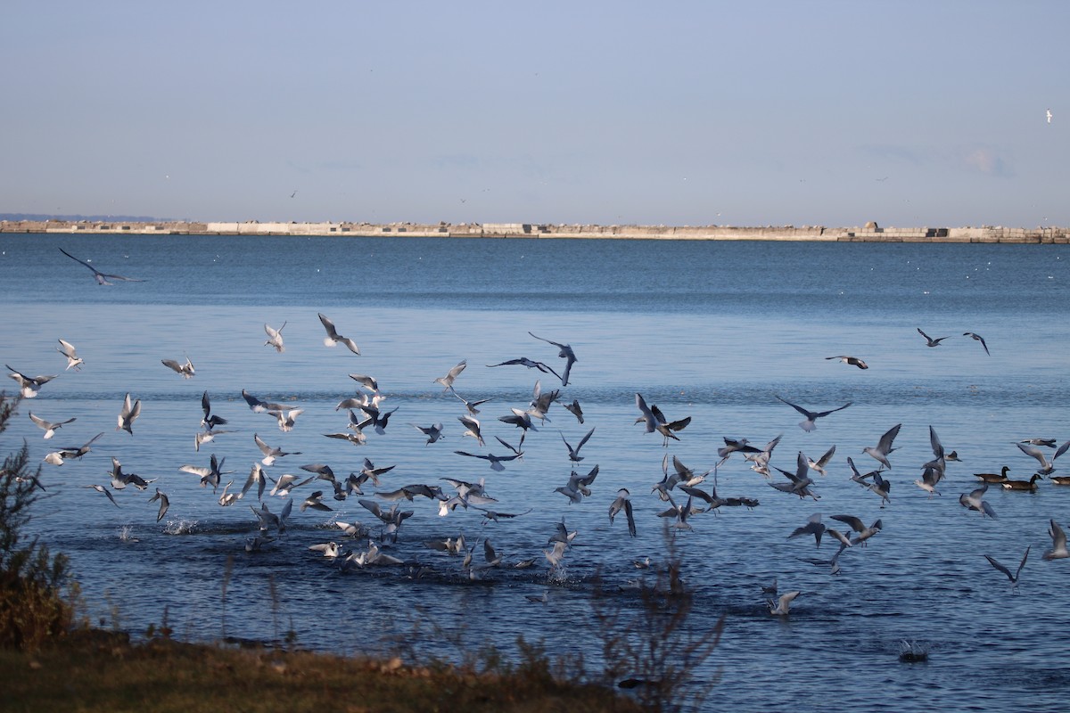 Bonaparte's Gull - ML611105473