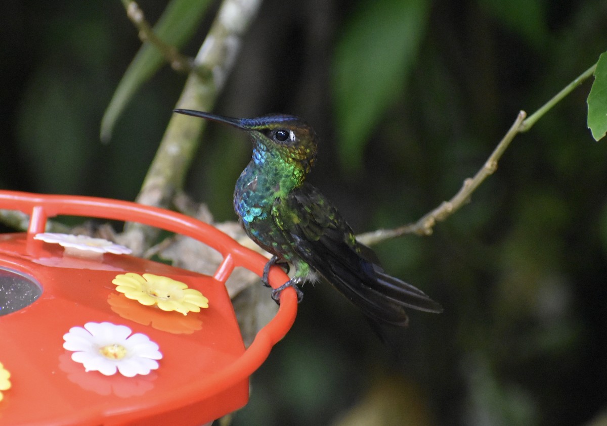 Violet-fronted Brilliant - ML611105488