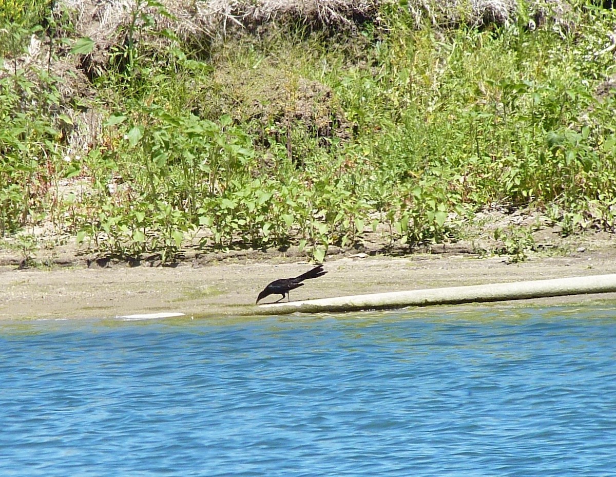 vlhovec velkoocasý - ML61110551