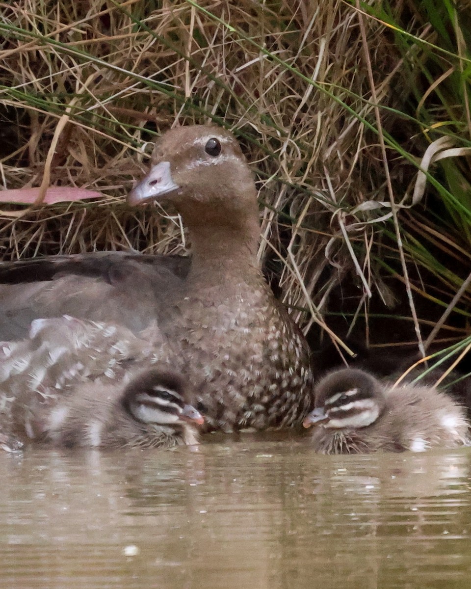 Maned Duck - ML611105694