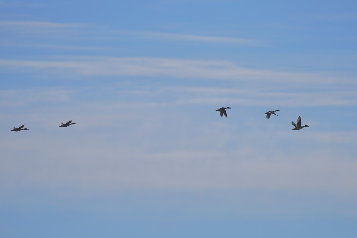 Northern Pintail - ML611105765