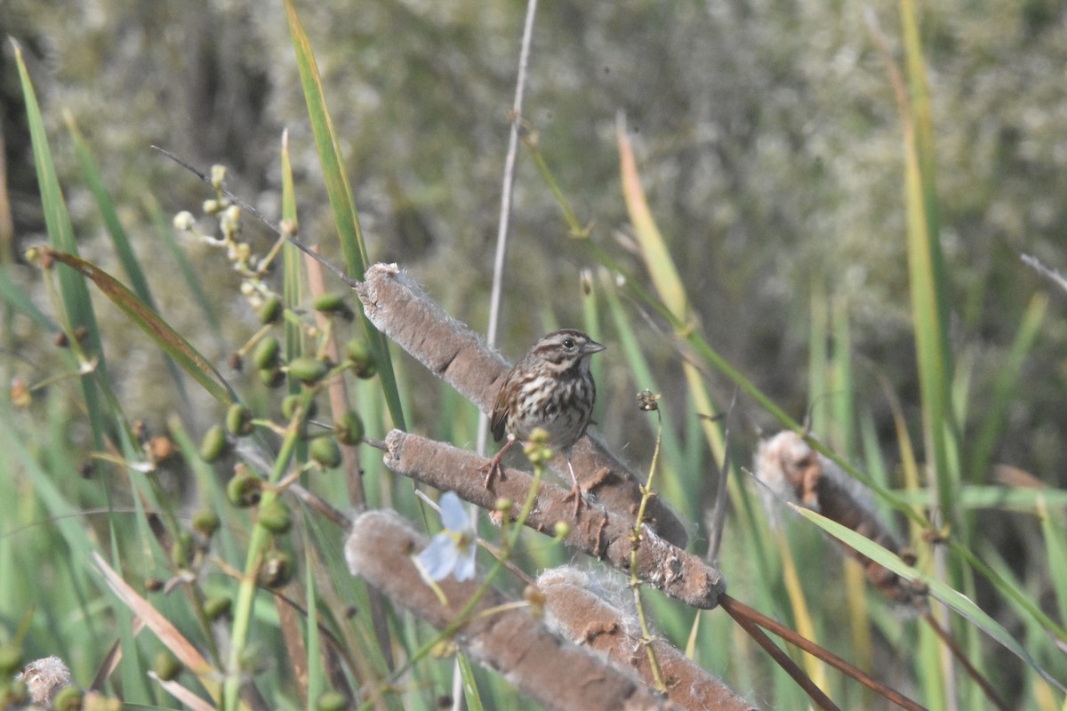 Swamp Sparrow - ML611105781