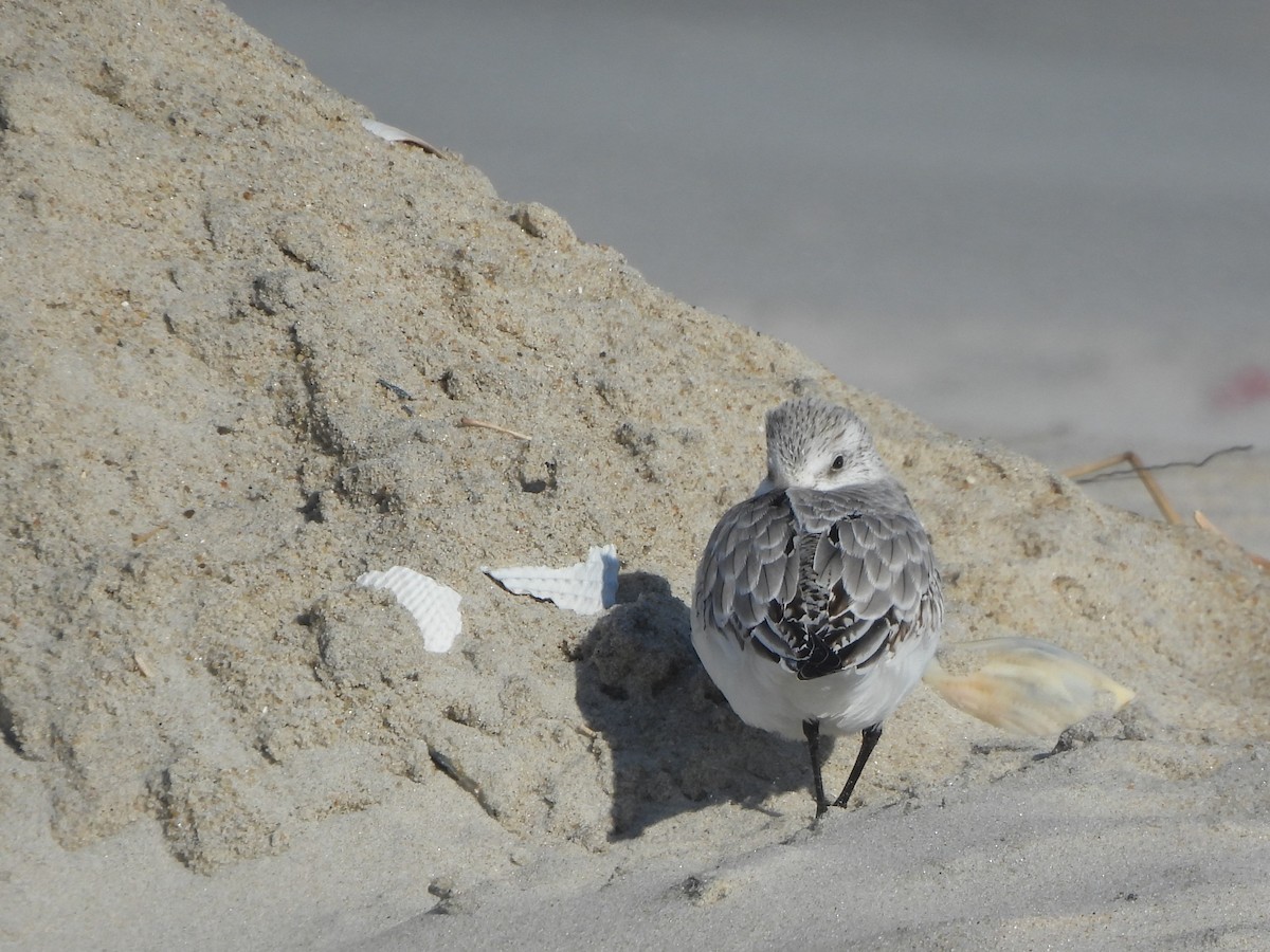 Bécasseau sanderling - ML611105849