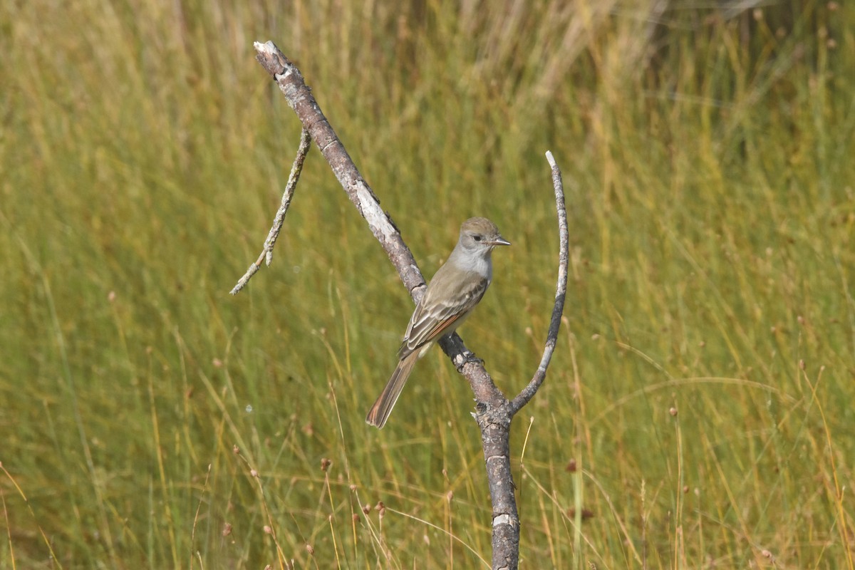 Ash-throated Flycatcher - ML611105861