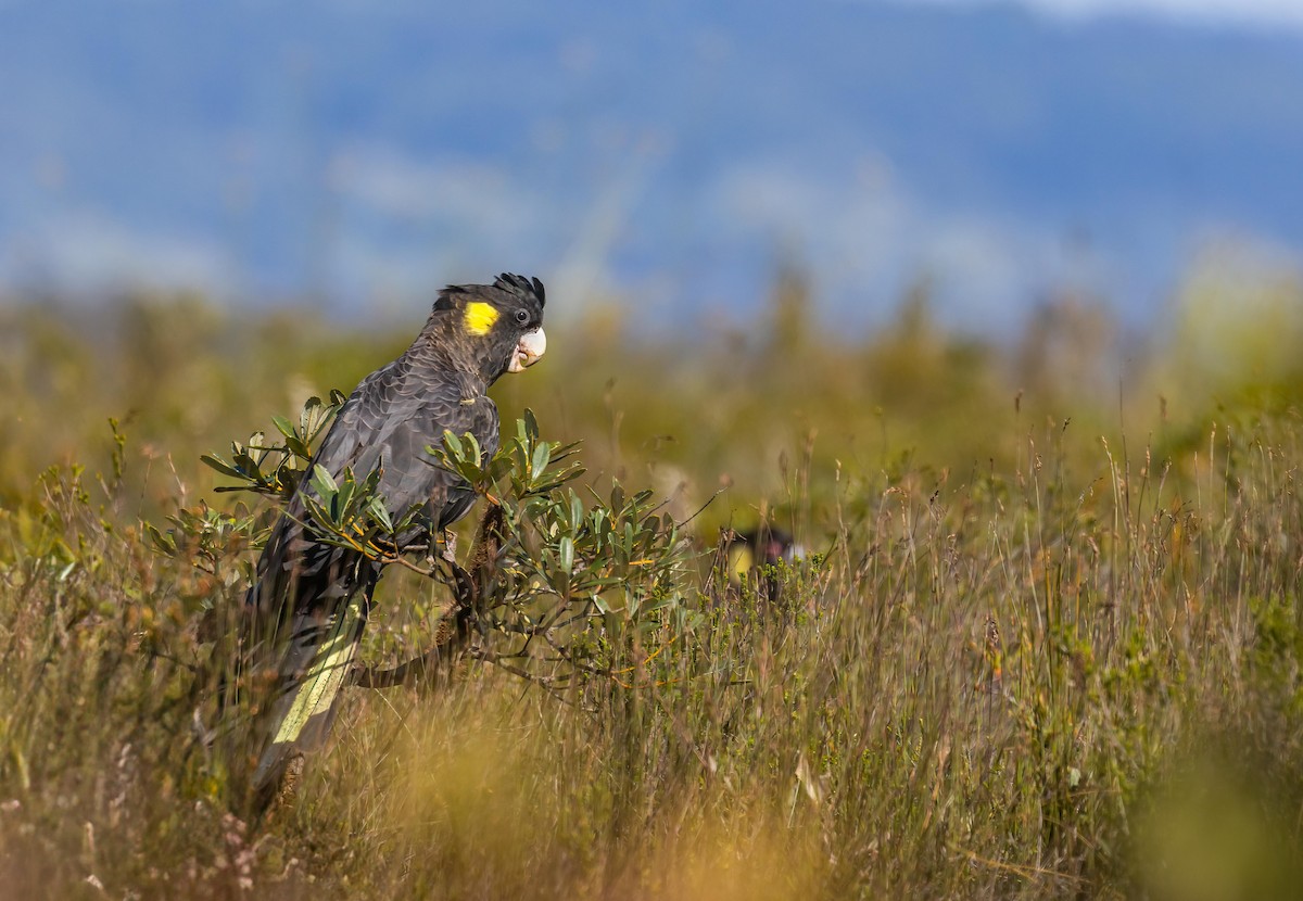 Yellow-tailed Black-Cockatoo - ML611105866