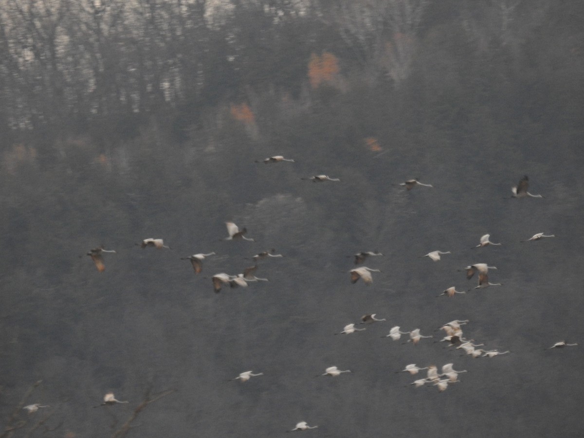 Sandhill Crane - ML611105877