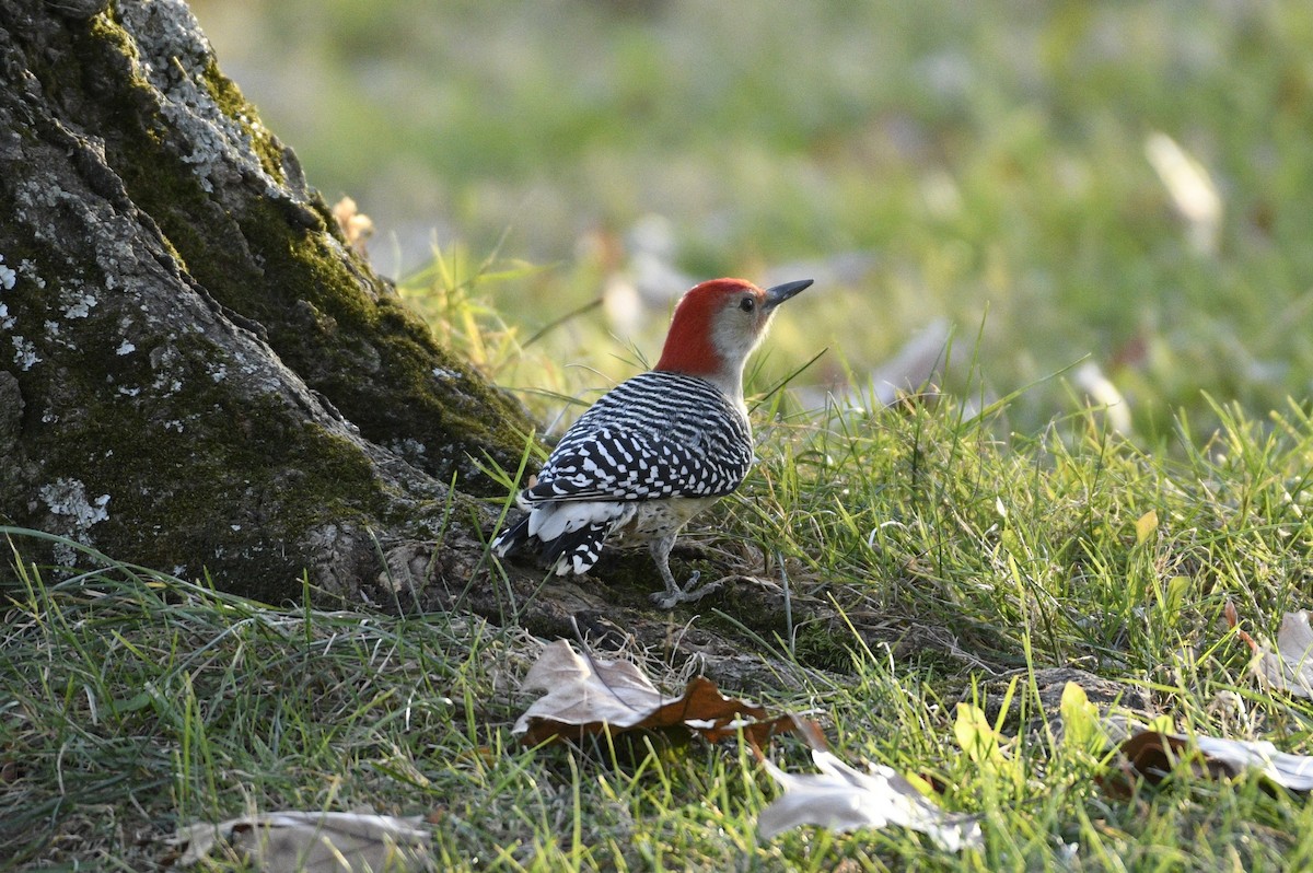 Red-bellied Woodpecker - Daniel King