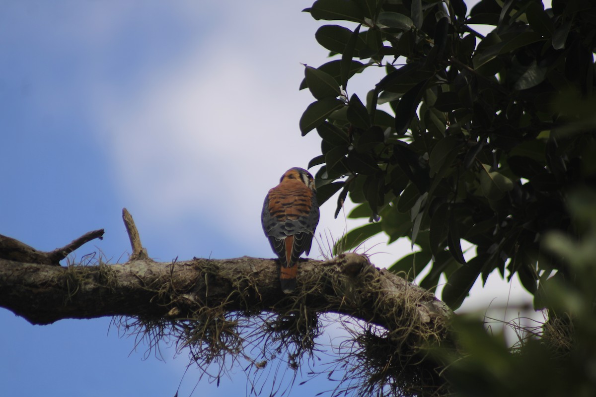 American Kestrel - ML611105971