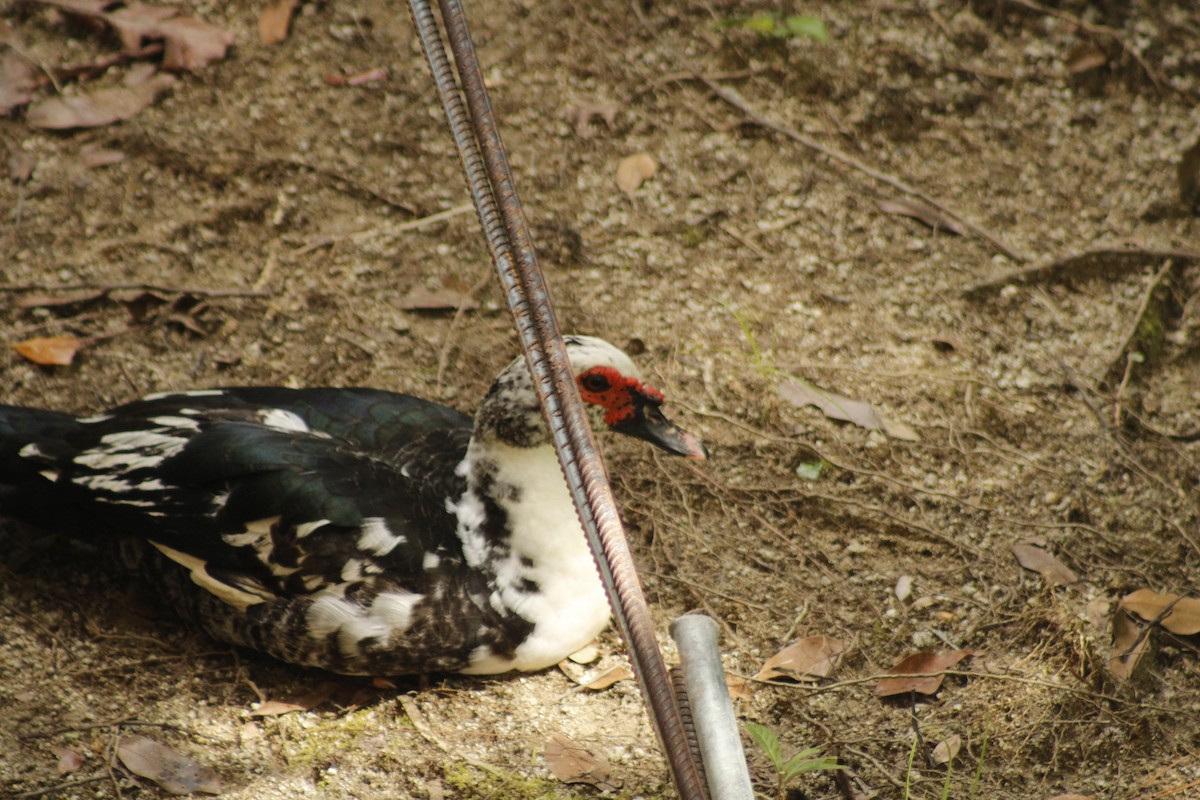 Muscovy Duck (Domestic type) - ML611105977