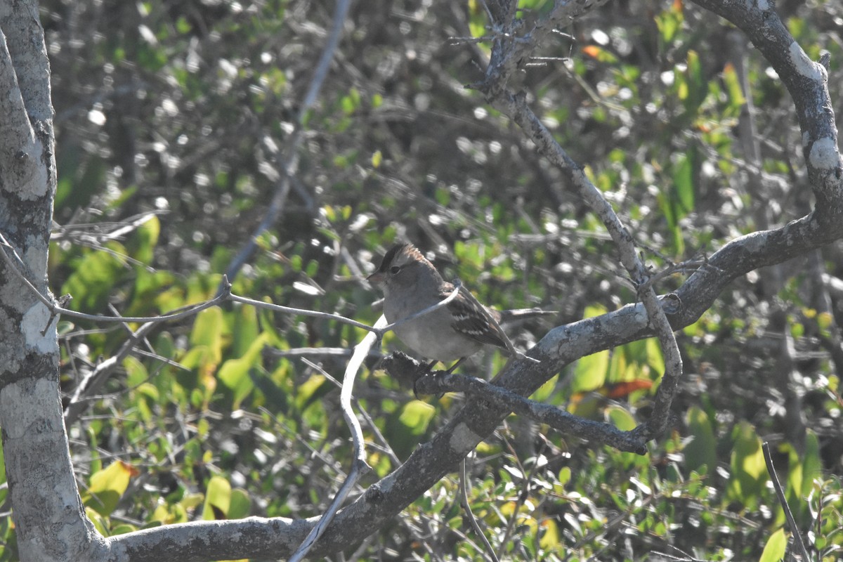 White-crowned Sparrow - ML611105986