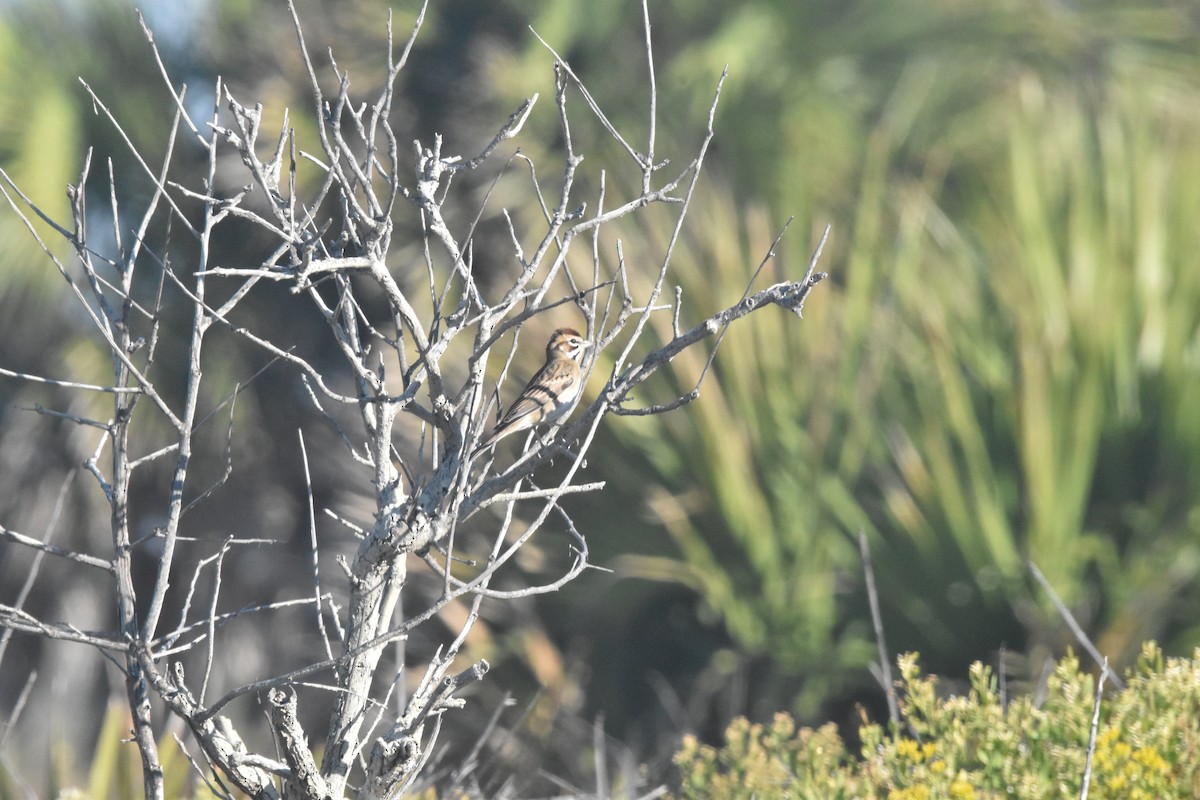 Lark Sparrow - ML611106006