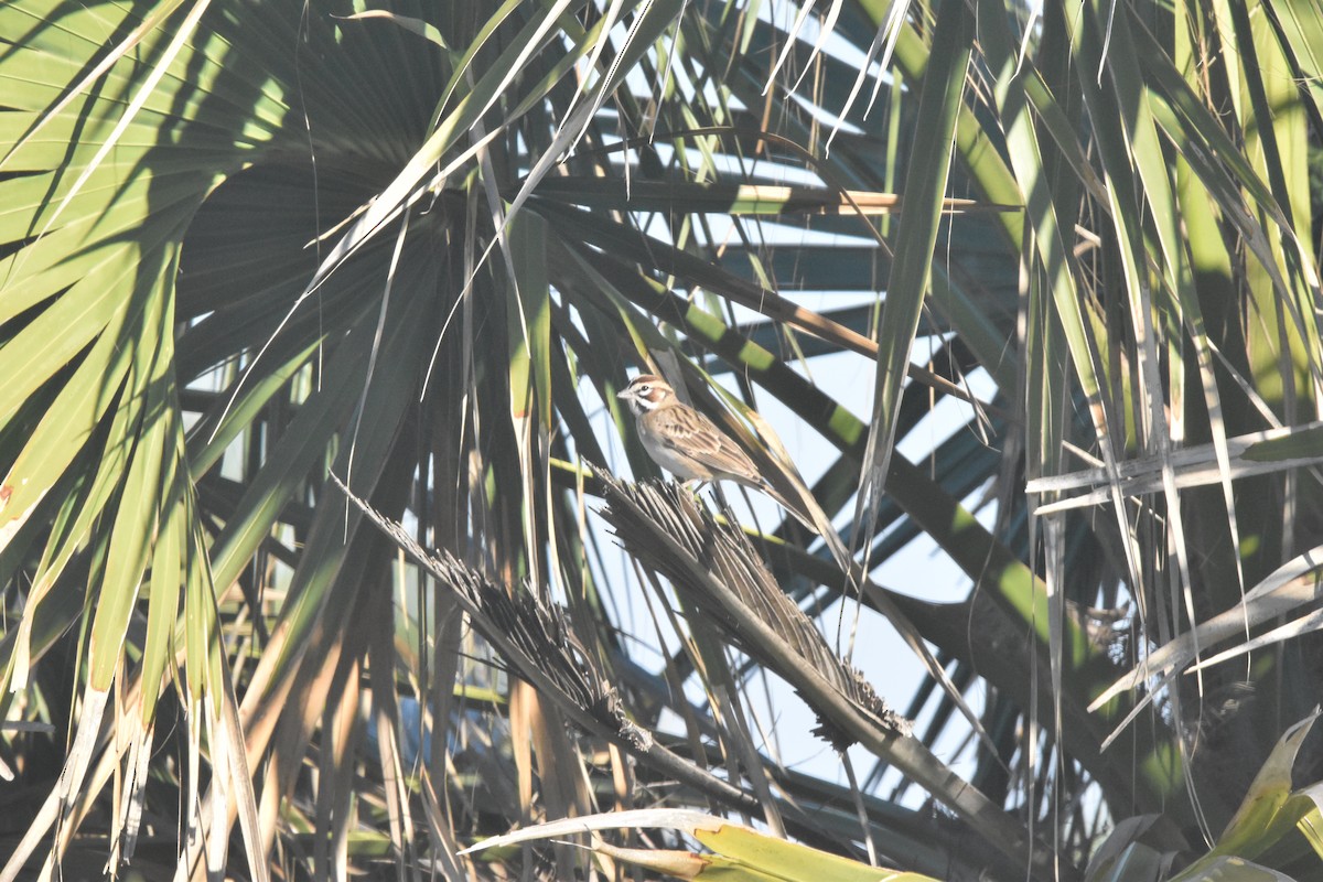 Lark Sparrow - ML611106007