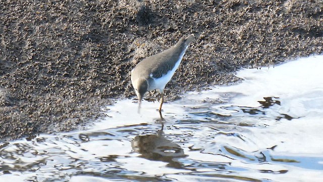 Spotted Sandpiper - ML611106053