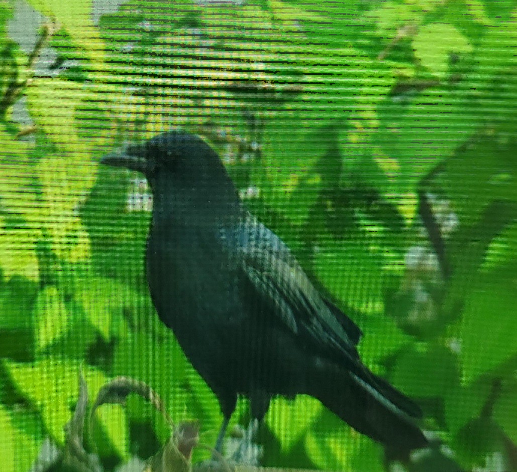 American Crow - ML611106090