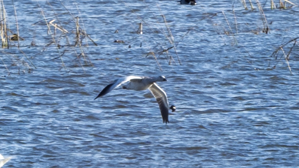 Snow Goose - ML611106358