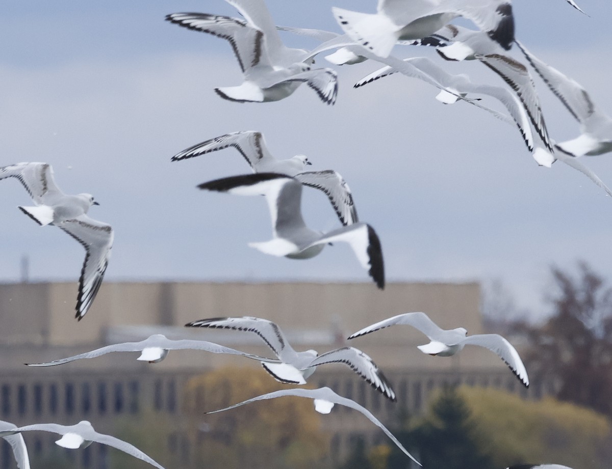 Sabine's Gull - Beverly Seyler
