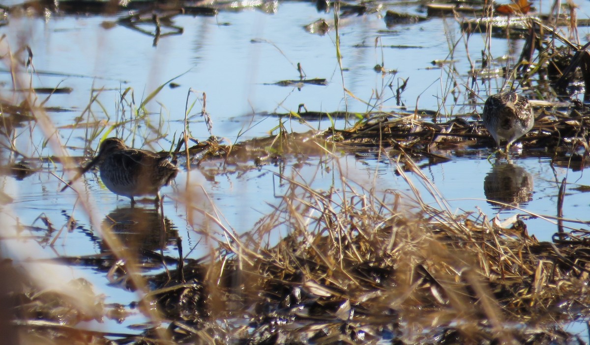 Wilson's Snipe - ML611106401