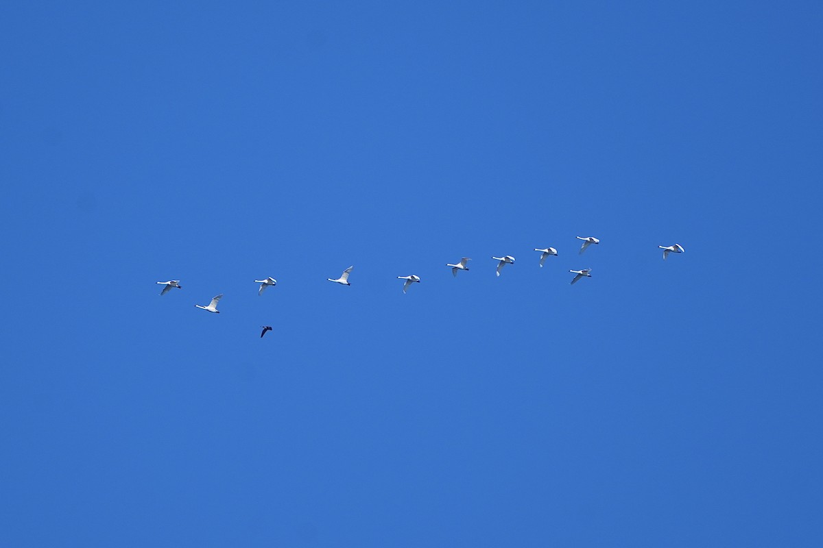 Tundra Swan - ML611106427