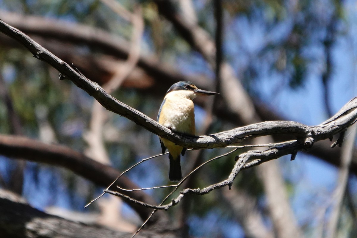 Sacred Kingfisher - ML611106467