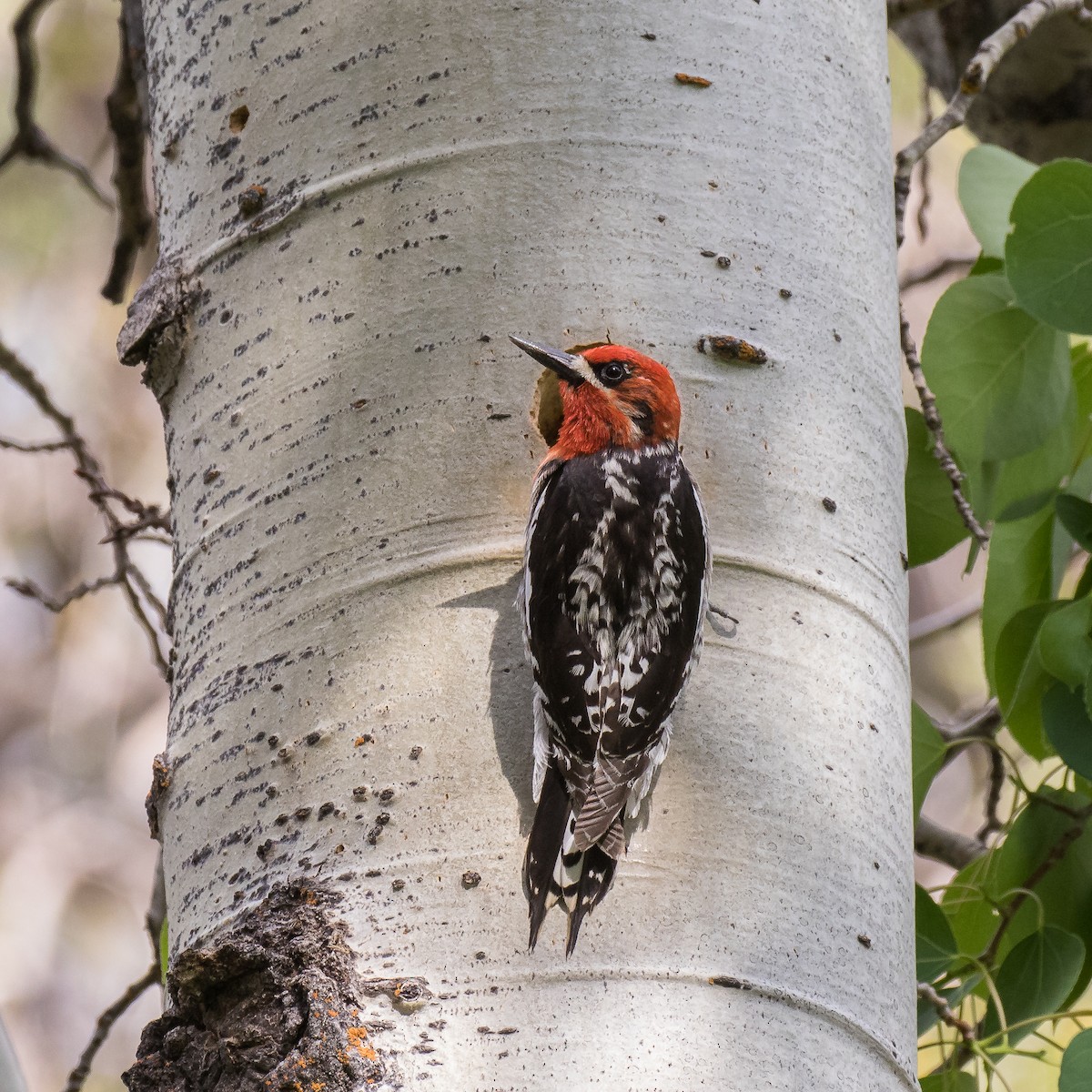 Red-breasted Sapsucker - ML61110651