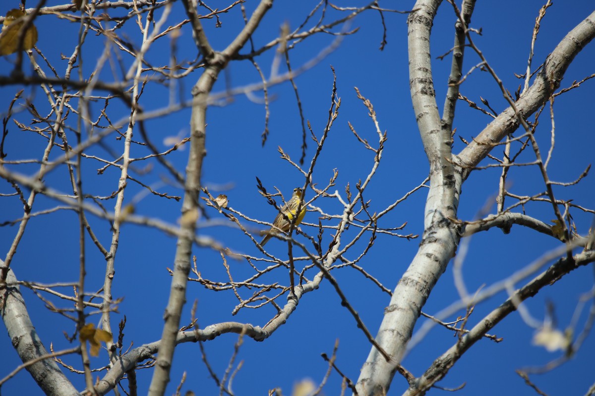 Eastern Meadowlark - ML611106518