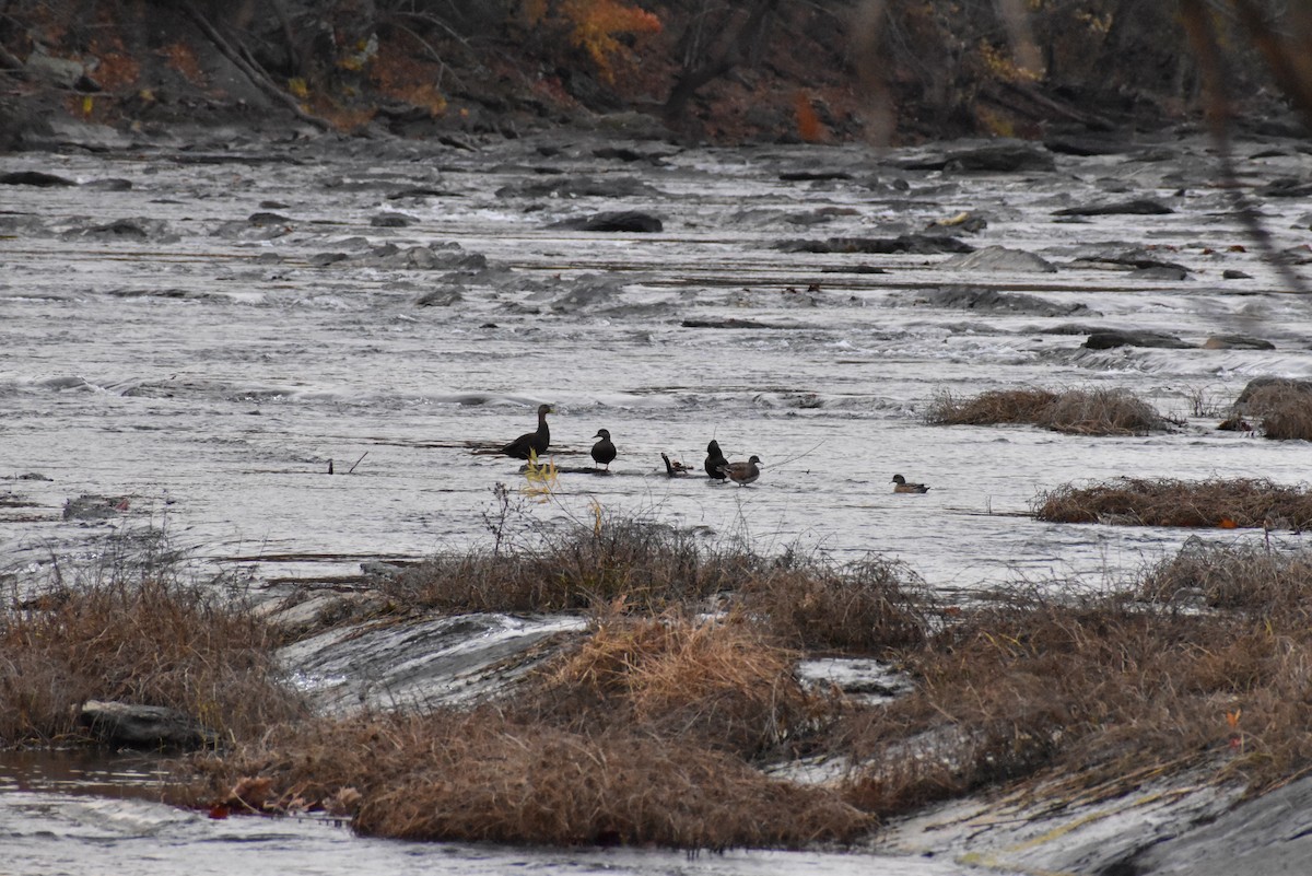 American Wigeon - ML611106636