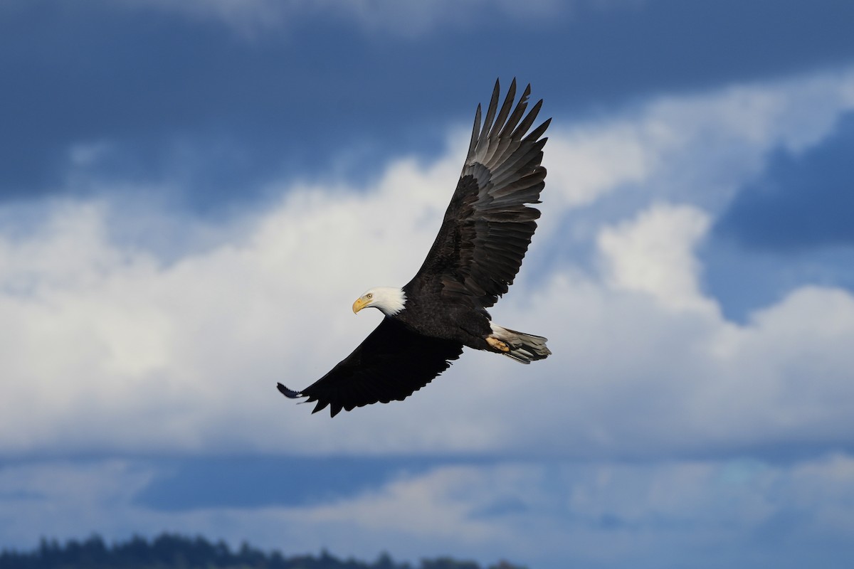 Bald Eagle - Joe RouLaine