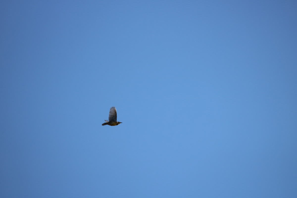 ヒガシマキバドリ - ML611106676