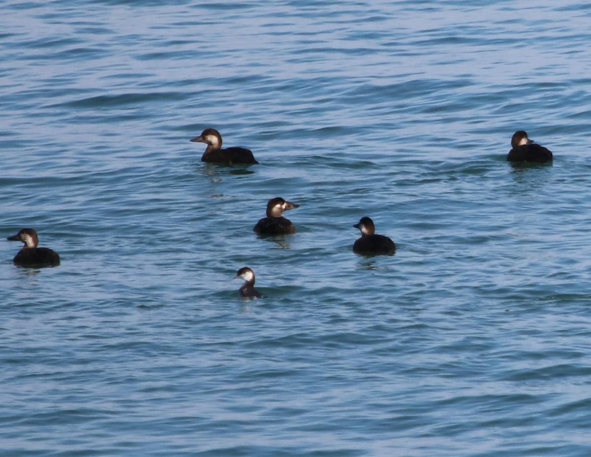 アラナミキンクロ - ML611106782