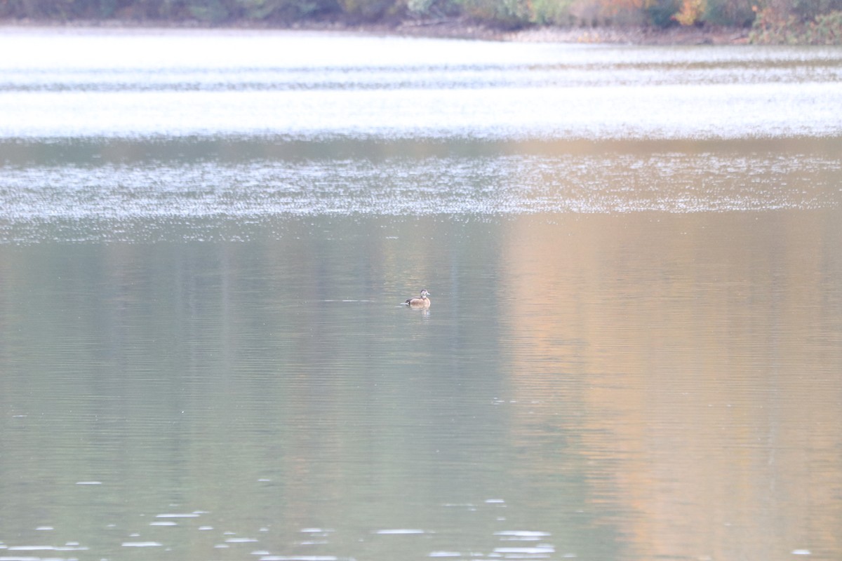 Blue-winged Teal - ML611106825