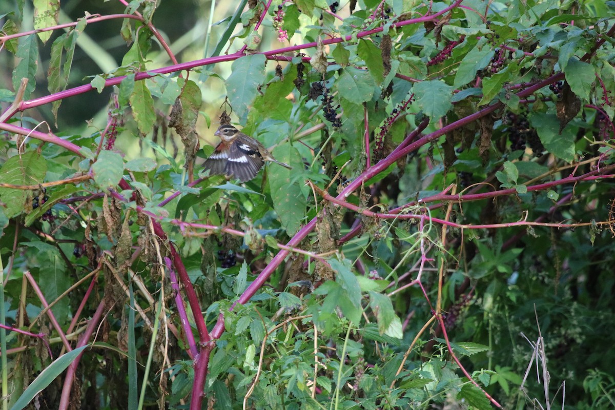 Rose-breasted Grosbeak - Rayka Petkova