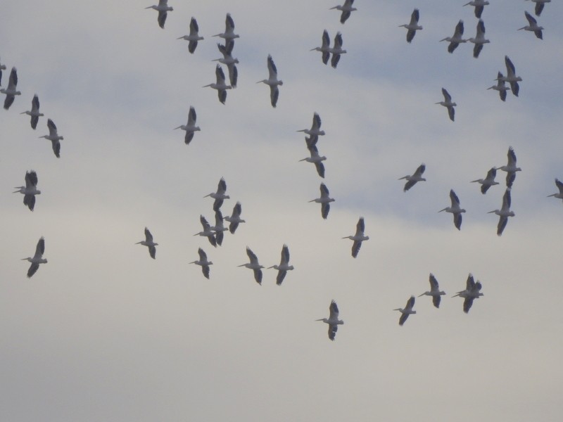 American White Pelican - ML611106831