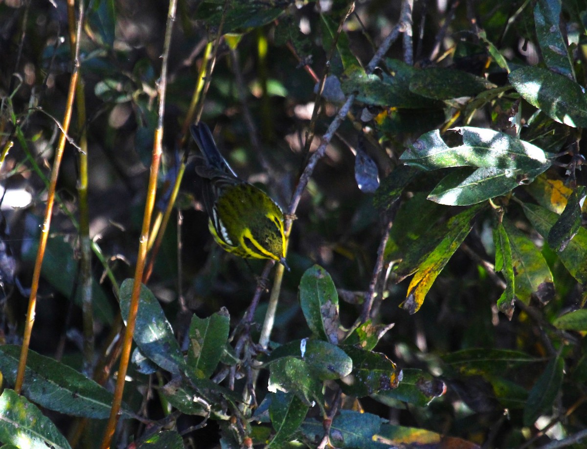 Townsend's Warbler - ML611106838