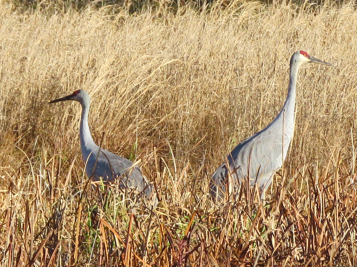 Sandhill Crane - ML611106906