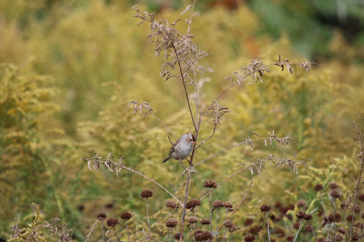 White-crowned Sparrow - Rayka Petkova