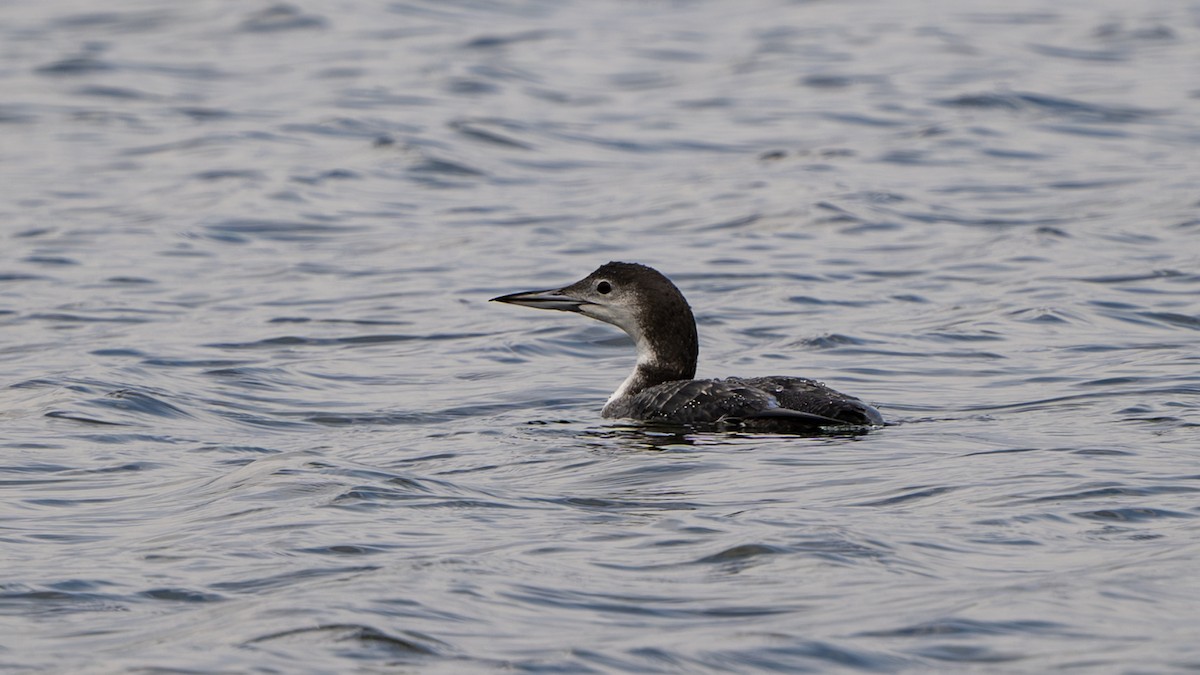 Plongeon huard - ML611107016