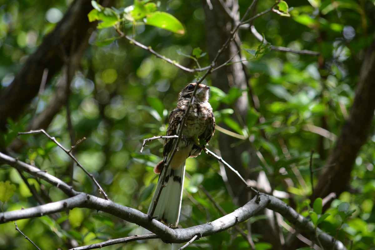 White-tailed Nightjar - ML611107163