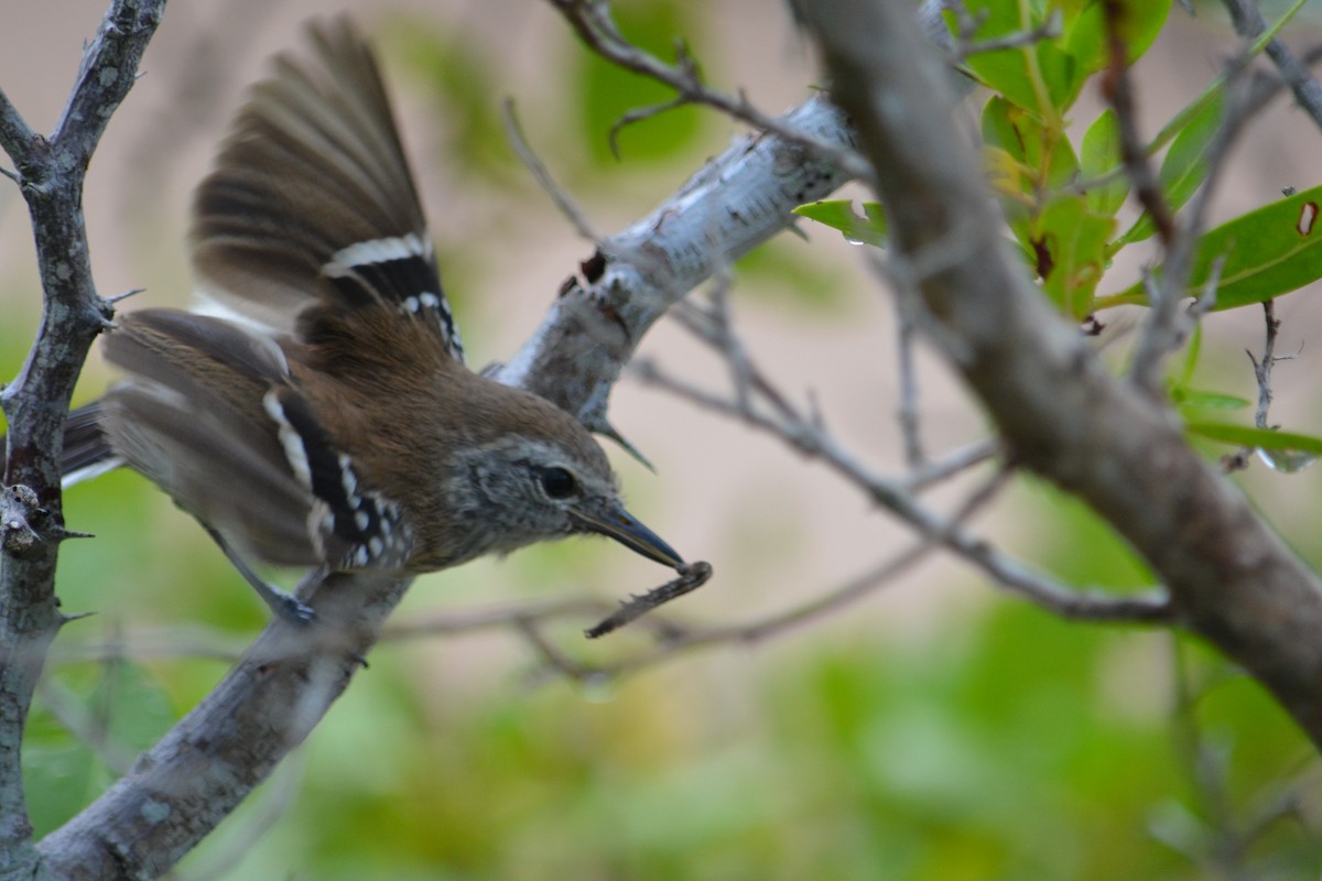 Northern White-fringed Antwren - ML611107219