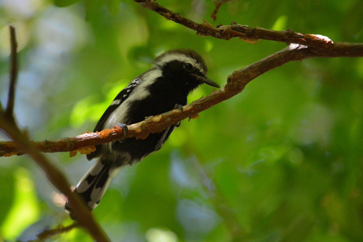 Northern White-fringed Antwren - ML611107234