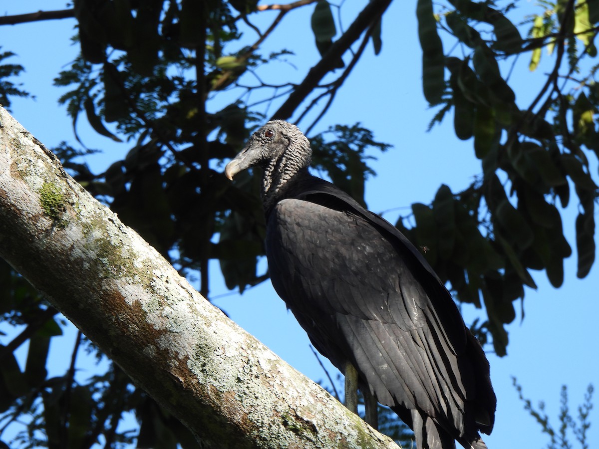 Black Vulture - ML611107272