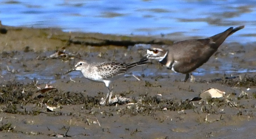 Weißbürzel-Strandläufer - ML611107292