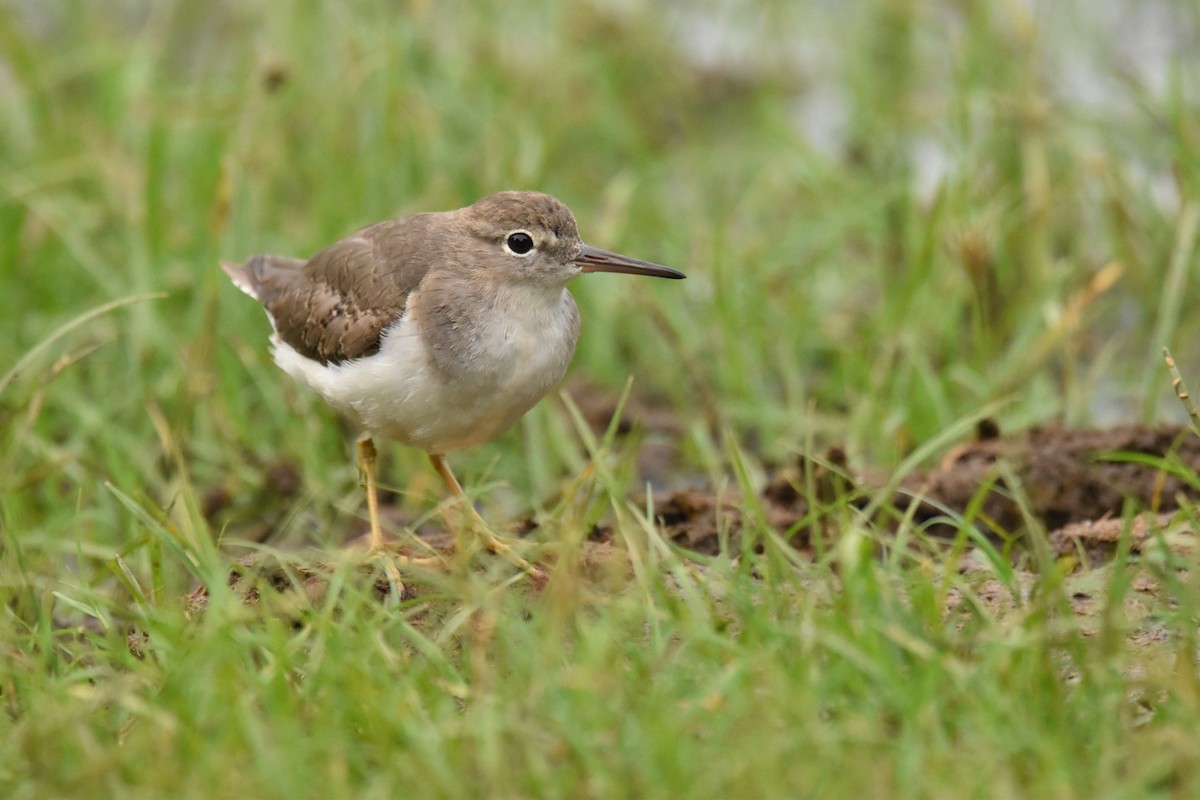 Spotted Sandpiper - Lucas Naccaratti