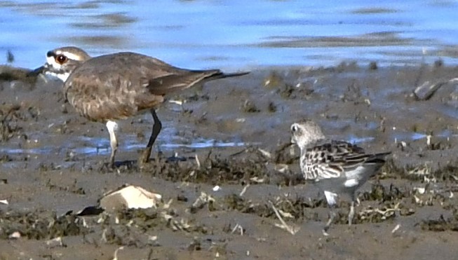 Weißbürzel-Strandläufer - ML611107306