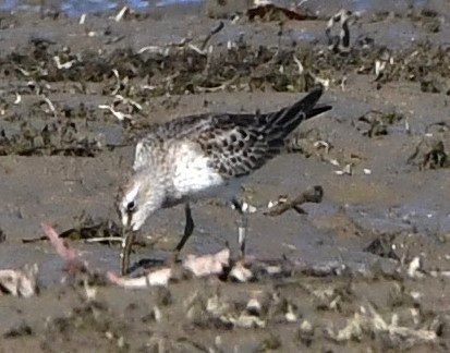 White-rumped Sandpiper - Gregory Hartman