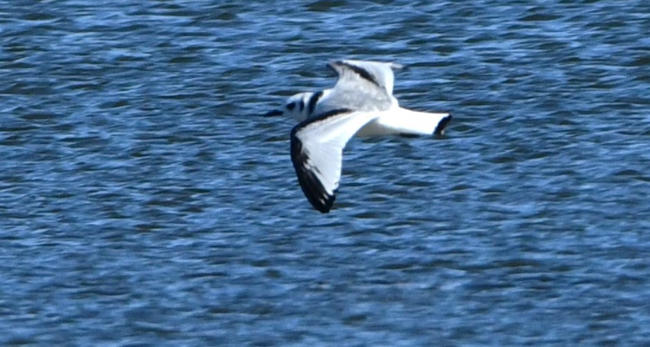 Black-legged Kittiwake - ML611107340