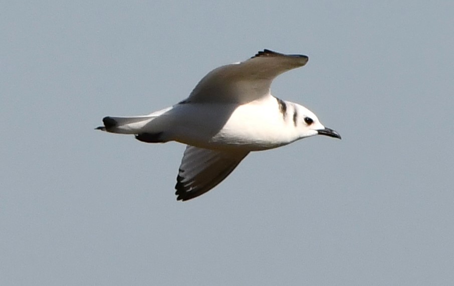 Black-legged Kittiwake - ML611107355