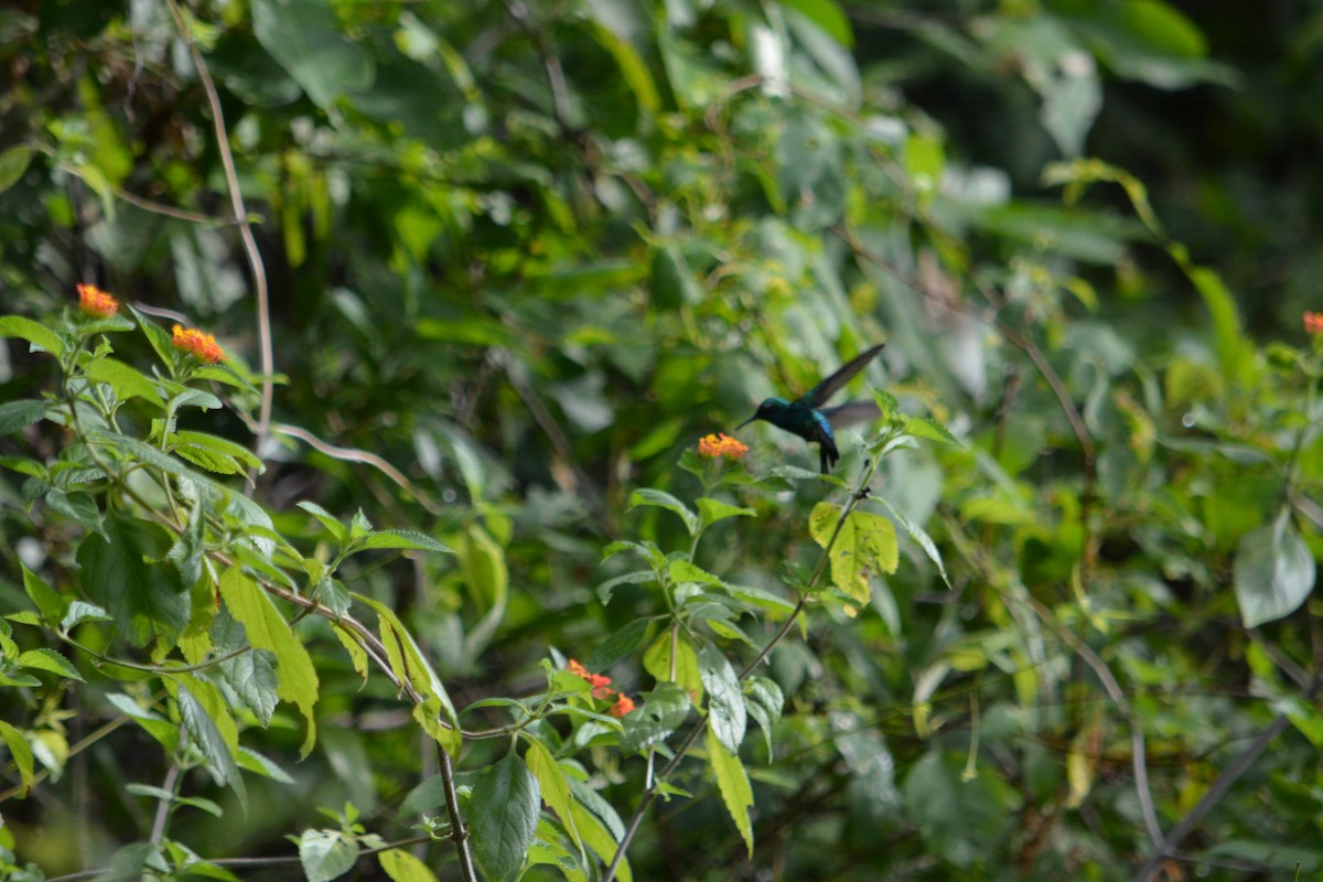 kolibřík modroocasý - ML611107356
