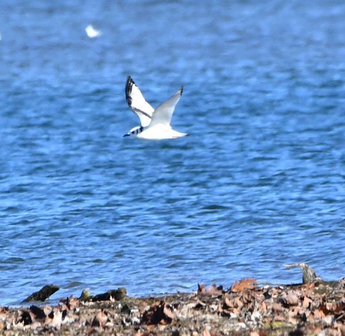 Black-legged Kittiwake - ML611107375